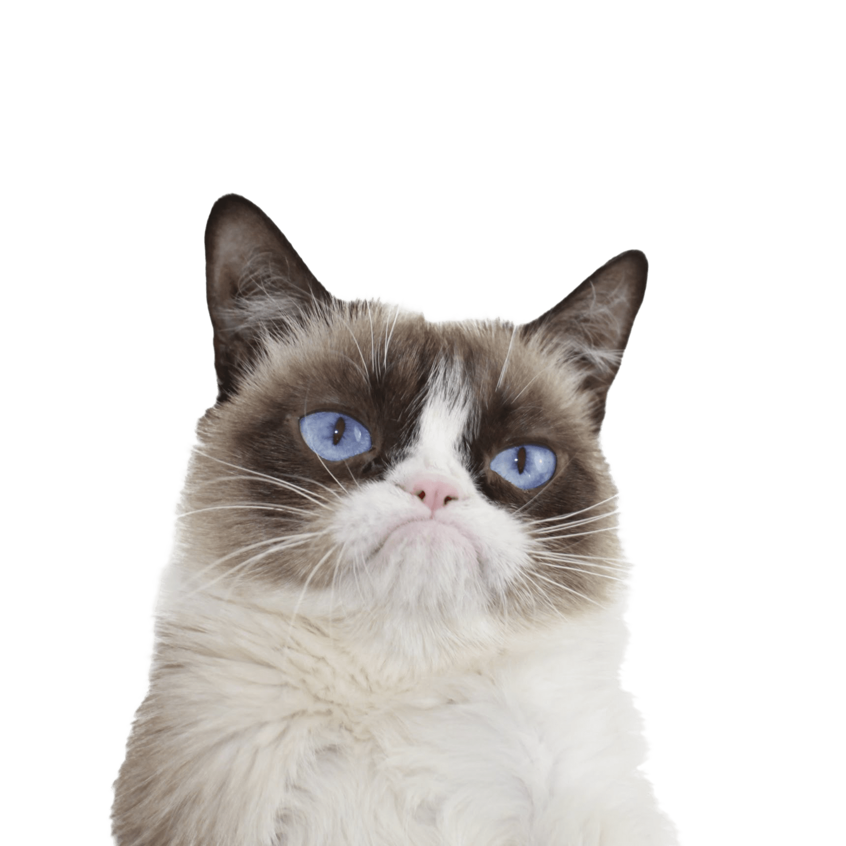 Grumpy Cat